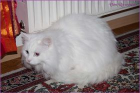 Faramir von den Norwegischen Waldkatzen von Ruwenda im neuen Zuhause