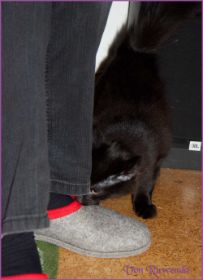 Faramir von den Norwegischen Waldkatzen von Ruwenda im neuen Zuhause