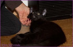 Faramir von den Norwegischen Waldkatzen von Ruwenda im neuen Zuhause