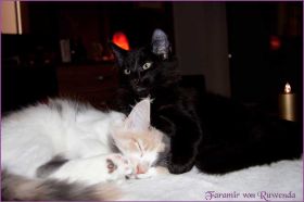 Faramir von den Norwegischen Waldkatzen von Ruwenda