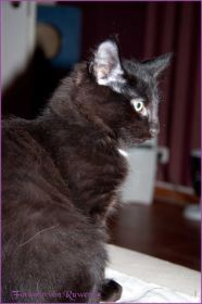 Faramir von den Norwegischen Waldkatzen von Ruwenda