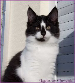 Die Norwegischen Waldkatzen von Ruwenda genießen die Dezembersonne auf dem Balkon