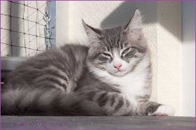 Die Norwegischen Waldkatzen von Ruwenda genießen die Dezembersonne auf dem Balkon