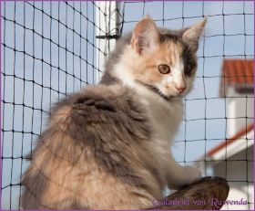 Die Norwegischen Waldkatzen von Ruwenda genießen die Dezembersonne auf dem Balkon