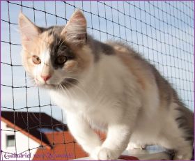Die Norwegischen Waldkatzen von Ruwenda genießen die Dezembersonne auf dem Balkon