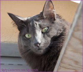 Die Norwegischen Waldkatzen von Ruwenda genießen die Dezembersonne auf dem Balkon