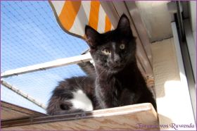Die Norwegischen Waldkatzen von Ruwenda genießen die Dezembersonne auf dem Balkon
