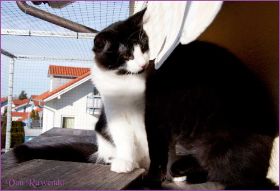 Die Norwegischen Waldkatzen von Ruwenda genießen die Dezembersonne auf dem Balkon