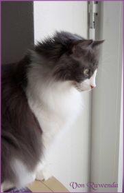 Die Norwegischen Waldkatzen von Ruwenda genießen die Dezembersonne auf dem Balkon