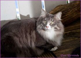 Die Norwegischen Waldkatzen von Ruwenda genießen die Dezembersonne auf dem Balkon