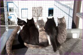 Die Norwegischen Waldkatzen von Ruwenda genießen die Dezembersonne auf dem Balkon