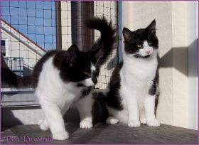 Die Norwegischen Waldkatzen von Ruwenda genießen die Dezembersonne auf dem Balkon