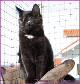 Die Norwegischen Waldkatzen von Ruwenda genießen die Dezembersonne auf dem Balkon