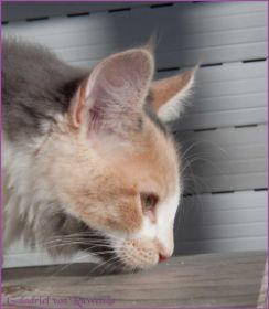 Die Norwegischen Waldkatzen von Ruwenda genießen die Dezembersonne auf dem Balkon
