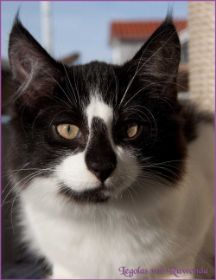 Die Norwegischen Waldkatzen von Ruwenda genießen die Dezembersonne auf dem Balkon