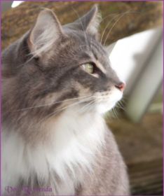Die Norwegischen Waldkatzen von Ruwenda genießen die Dezembersonne auf dem Balkon