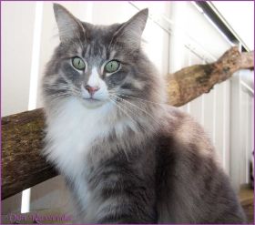 Die Norwegischen Waldkatzen von Ruwenda genießen die Dezembersonne auf dem Balkon
