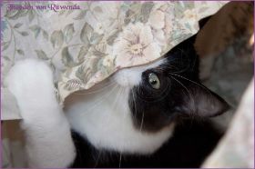 Die Norwegischen Waldkatzen von Ruwenda genießen die Dezembersonne auf dem Balkon