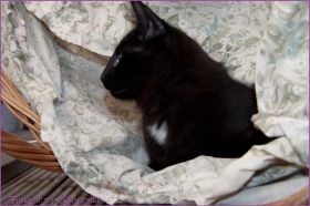 Die Norwegischen Waldkatzen von Ruwenda genießen die Dezembersonne auf dem Balkon