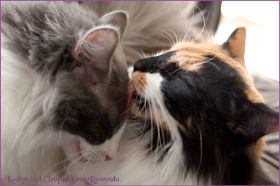 Die Norwegischen Waldkatzen von Ruwenda genießen die Dezembersonne auf dem Balkon