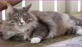 Die Norwegischen Waldkatzen von Ruwenda genießen die Dezembersonne auf dem Balkon