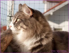 Die Norwegischen Waldkatzen von Ruwenda genießen die Dezembersonne auf dem Balkon