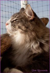 Die Norwegischen Waldkatzen von Ruwenda genießen die Dezembersonne auf dem Balkon