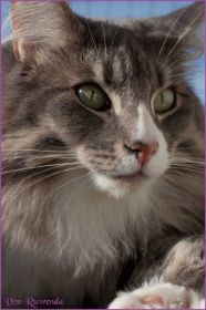 Die Norwegischen Waldkatzen von Ruwenda genießen die Dezembersonne auf dem Balkon