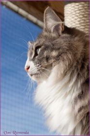 Die Norwegischen Waldkatzen von Ruwenda genießen die Dezembersonne auf dem Balkon