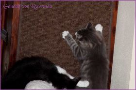 Gandalf von den Norwegischen Waldkatzen von Ruwenda