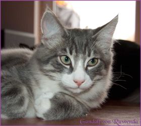 Gandalf von den Norwegischen Waldkatzen von Ruwenda