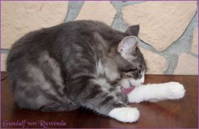 Gandalf von den Norwegischen Waldkatzen von Ruwenda