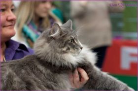 Die Norwegischen Waldkatzen von Ruwenda auf Ausstellung in Untergruppenbach