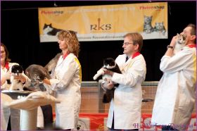 Die Norwegischen Waldkatzen von Ruwenda auf Ausstellung in Untergruppenbach