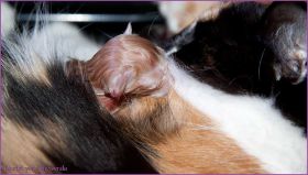 Nuriel von den Norwegischen Waldkatzen von Ruwenda