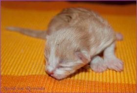 Nuriel von den Norwegischen Waldkatzen von Ruwenda