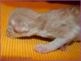 Nuriel von den Norwegischen Waldkatzen von Ruwenda