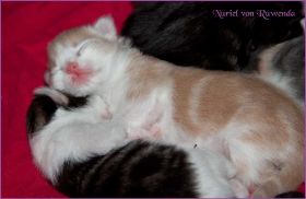 Nuriel von den Norwegischen Waldkatzen von Ruwenda
