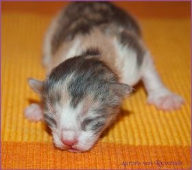 Aurora von den Norwegischen Waldkatzen von Ruwenda