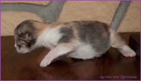 Aurora von den Norwegischen Waldkatzen von Ruwenda