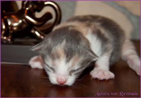 Aurora von den Norwegischen Waldkatzen von Ruwenda