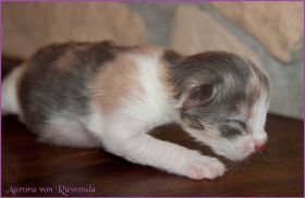 Aurora von den Norwegischen Waldkatzen von Ruwenda