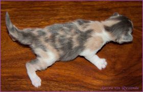 Aurora von den Norwegischen Waldkatzen von Ruwenda