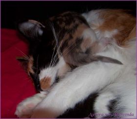 Aurora von den Norwegischen Waldkatzen von Ruwenda