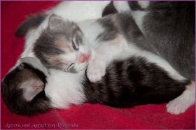 Aurora von den Norwegischen Waldkatzen von Ruwenda