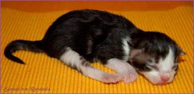 Samuel von den Norwegischen Waldkatzen von Ruwenda