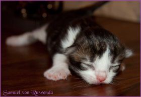 Samuel von den Norwegischen Waldkatzen von Ruwenda