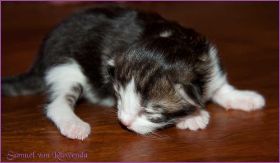 Samuel von den Norwegischen Waldkatzen von Ruwenda