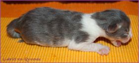 Gabriel von den Norwegischen Waldkatzen von Ruwenda