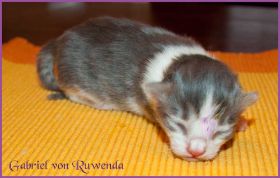 Gabriel von den Norwegischen Waldkatzen von Ruwenda